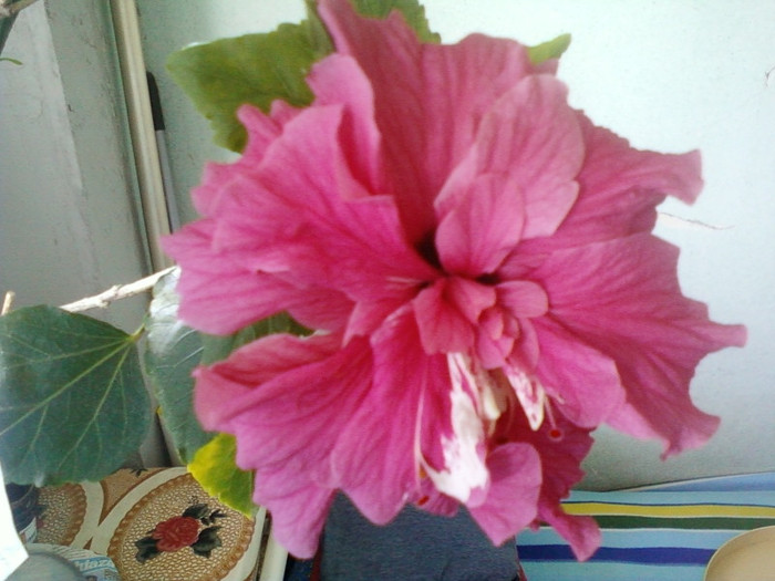 24 aprilie 2012-flori 021