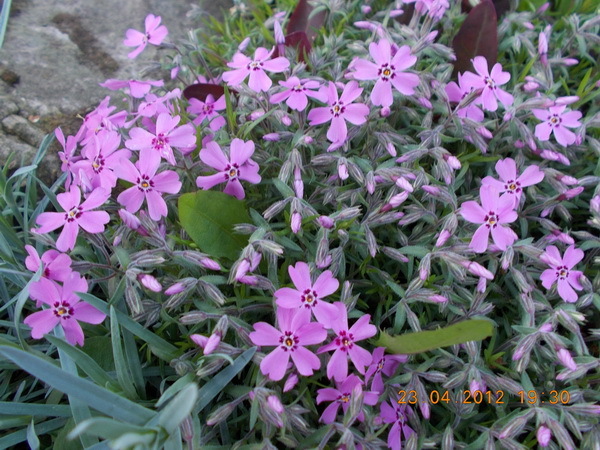 DSCN0708_resize - anotimpuri inflorite 2012