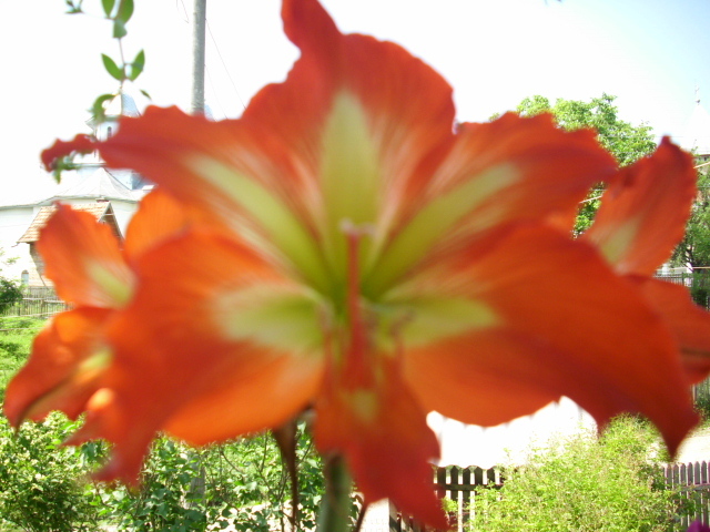 DSCI1653 - amaryllis 2012