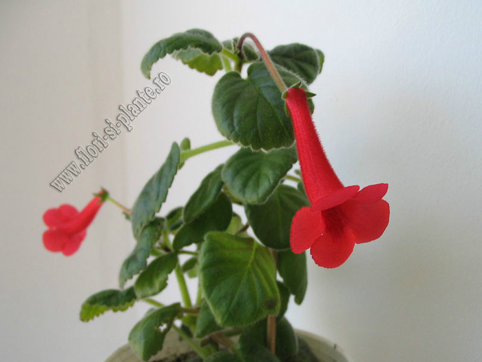 Sinningia Red Raindrops - GLOXINIA _ SINNINGIA