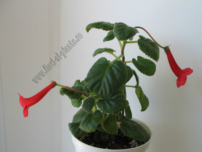 Sinningia Red Raindrops - GLOXINIA _ SINNINGIA