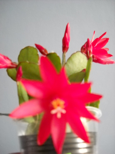  - Rhipsalidopsis 2013-2015-2019