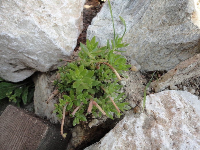 sedum-sarmentosum - Gradina  2012