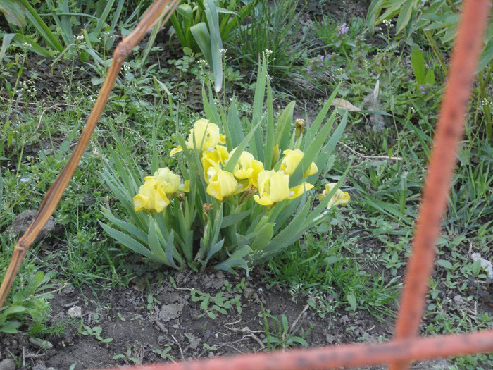 Irisi pitici - Gradina  2012