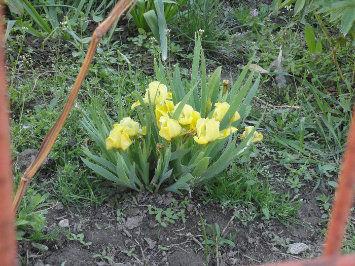 DSC04519 - Gradina  2012