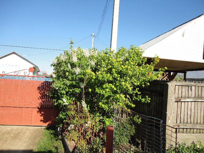 Liliacul alb a inflorit - Gradina  2012