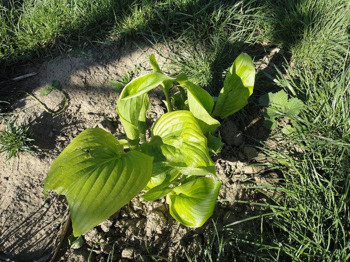 Hosta plantaginea