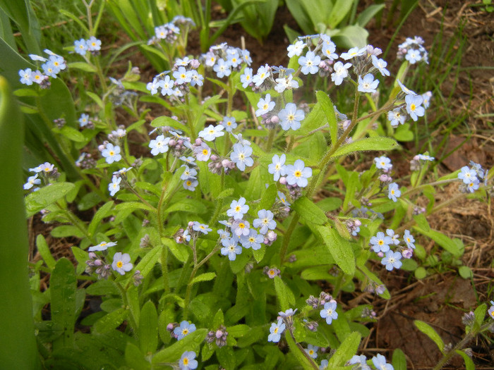 Myosotis alpestris (2012, April 18) - MYOSOTIS Alpestris