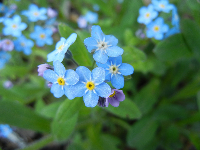 Myosotis alpestris (2012, April 21)