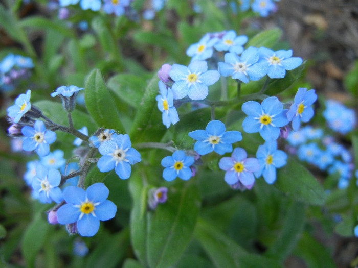 Myosotis alpestris (2012, April 21)