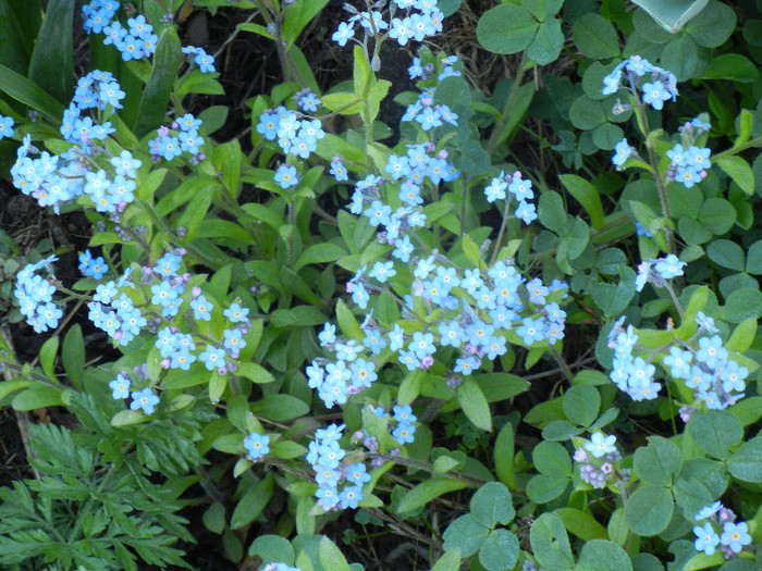 Myosotis alpestris (2012, April 21)