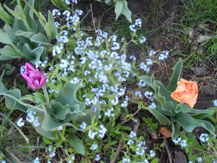 Myosotis alpestris (2012, April 21)