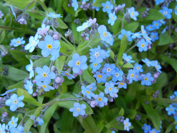 Myosotis alpestris (2012, April 21)