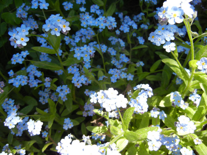Myosotis alpestris (2012, April 24)