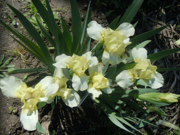 lemon puff, semitimpuriu, talie mijlocie, 22 apr 2012; iris semitimpuriu, talie mijlocie, 22 apr 2012
