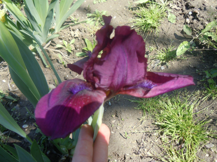 CHERRY GARDEN (semitimpuriu)-iris barbata nana, 22 apr 2012