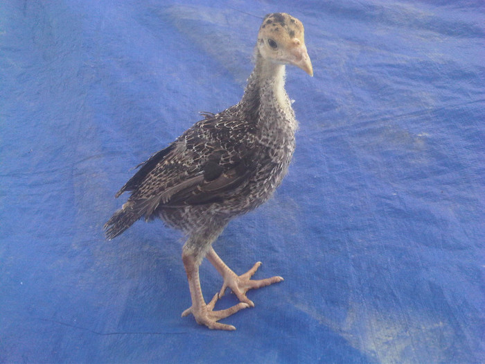 IMG01273-20120416-1823