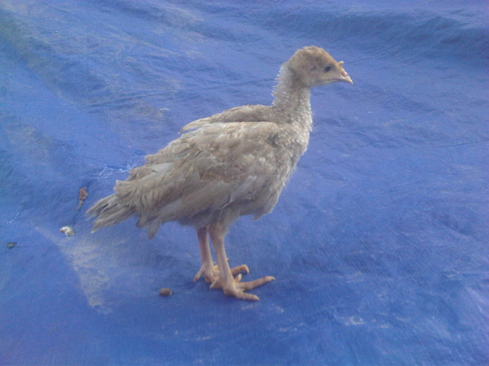 IMG01281-20120416-1827