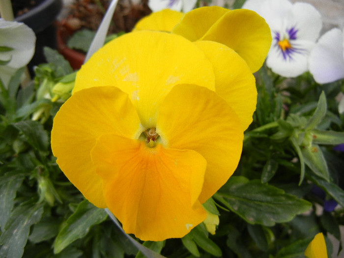 Yellow Pansy (2012, April 20) - PANSY_Viola x wittrockiana