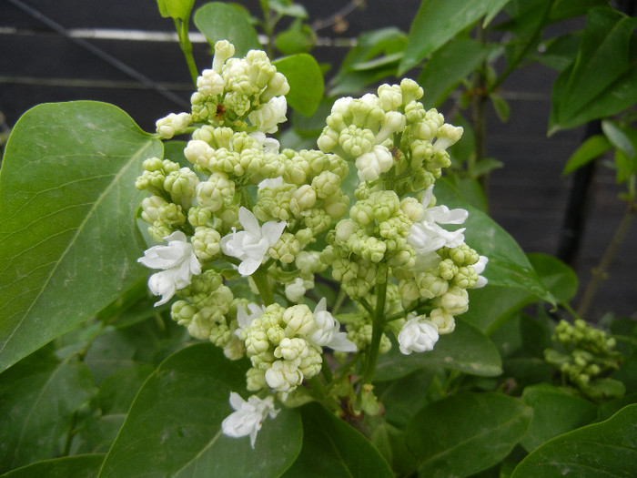 White Lilac Tree (2012, April 20)