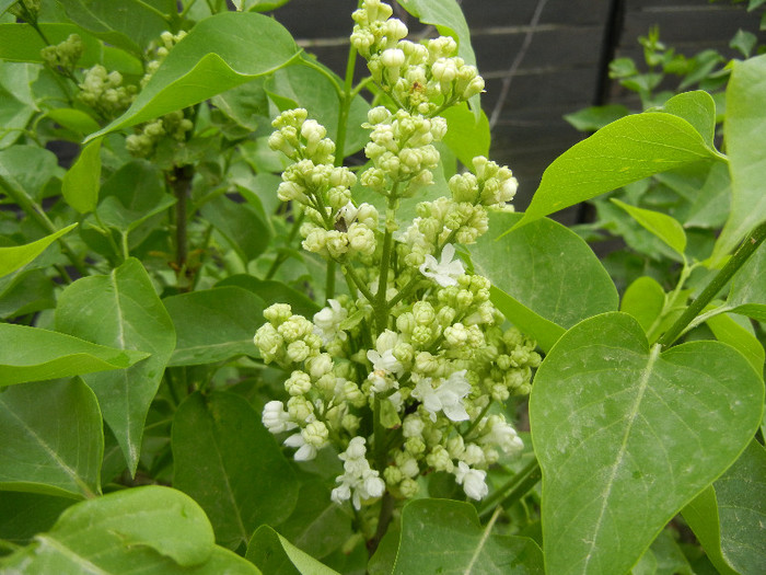 White Lilac Tree (2012, April 20)