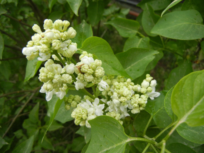 White Lilac Tree (2012, April 20) - Syringa vulgaris White