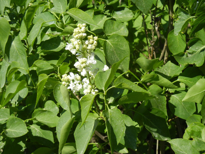 White Lilac Tree (2012, April 22)