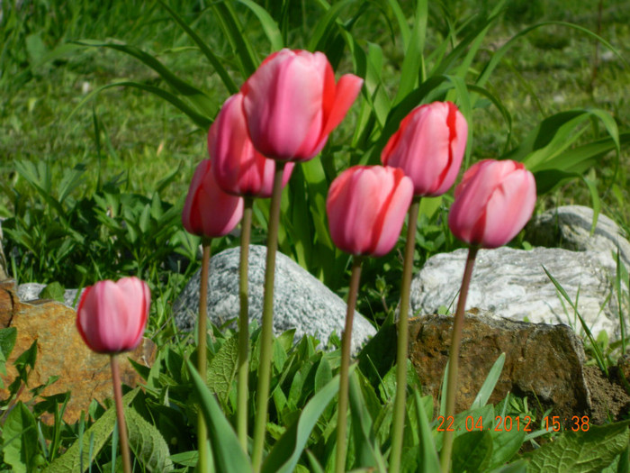 004 - 4_APRILIE