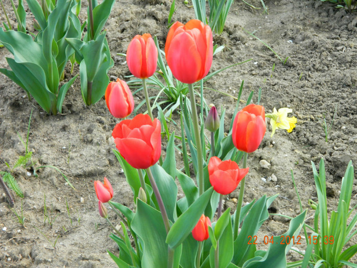 006 - 4_APRILIE