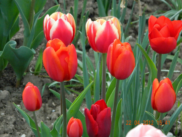 011 - 4_APRILIE
