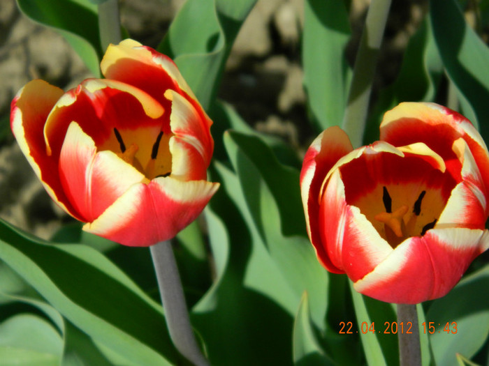015 - 4_APRILIE