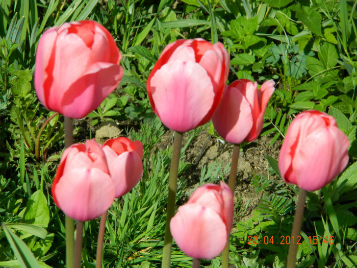 020 - 4_APRILIE