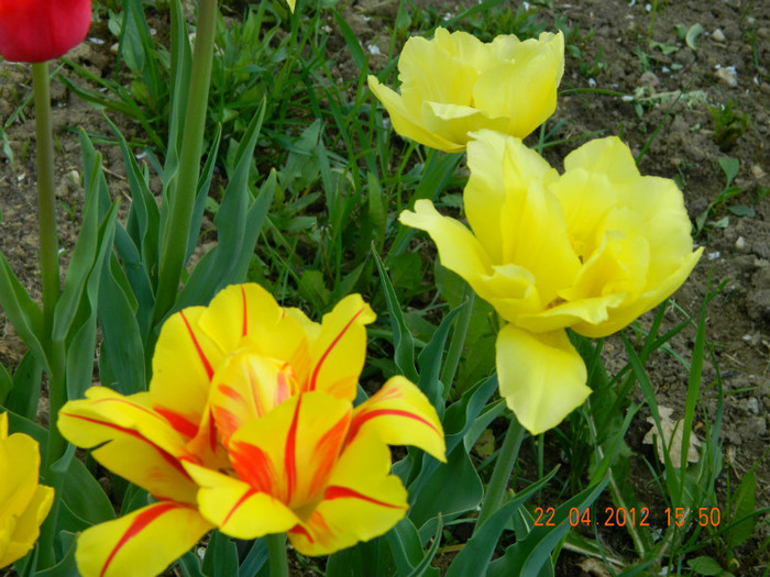027 - 4_APRILIE