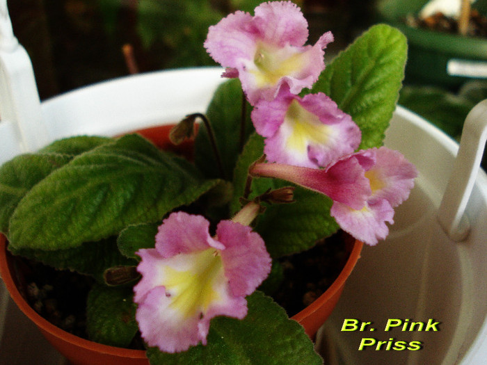Br. Pink Priss (24-04-2012) - Streptocarpusi 2012