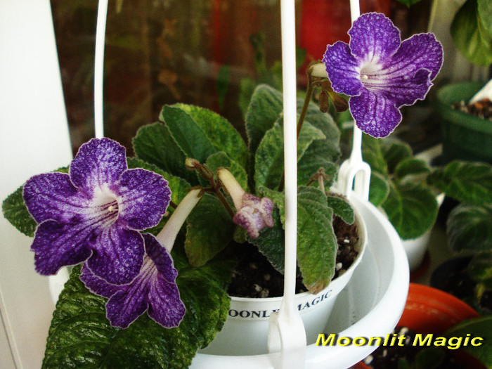 Moonlit Magic (24-04-2012) 2 - Streptocarpusi 2012
