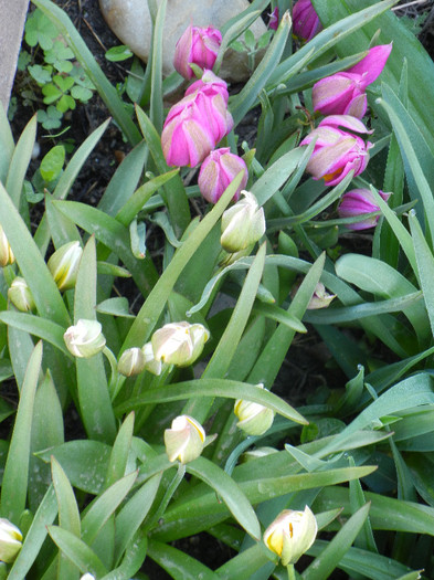 2012, April 21