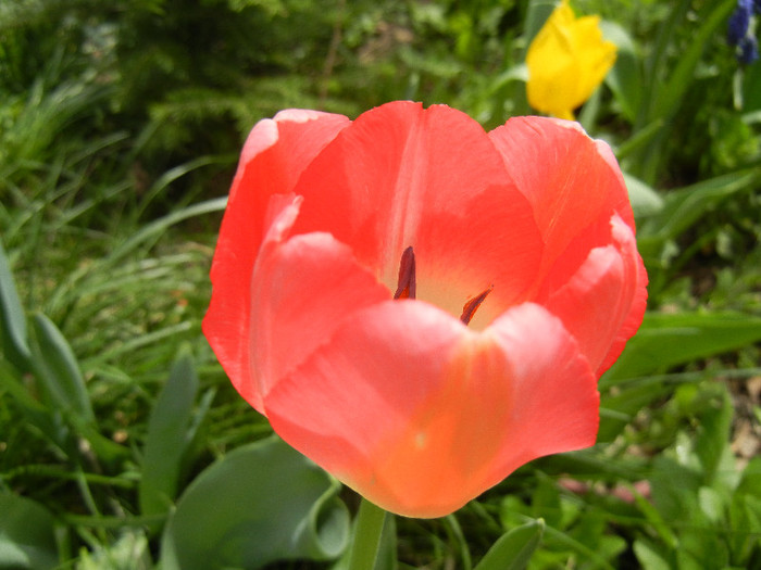 Tulipa Judith Leyster (2012, April 17) - Tulipa Judith Leyster