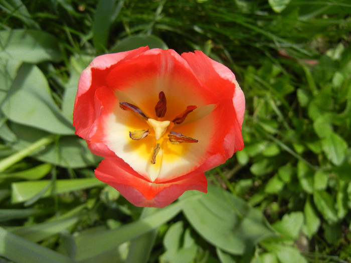 Tulipa Judith Leyster (2012, April 17) - Tulipa Judith Leyster