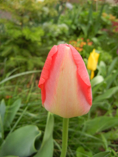 Tulipa Judith Leyster (2012, April 18) - Tulipa Judith Leyster