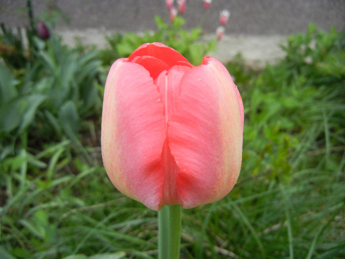 Tulipa Judith Leyster (2012, April 20) - Tulipa Judith Leyster