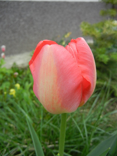 Tulipa Judith Leyster (2012, April 20) - Tulipa Judith Leyster