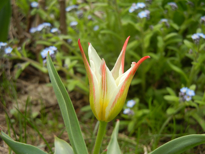 Tulipa Johann Strauss (2012, April 17) - Tulipa Johann Strauss