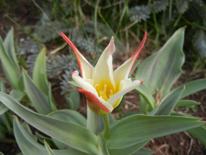 Tulipa Johann Strauss (2012, April 17) - Tulipa Johann Strauss