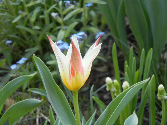 Tulipa Johann Strauss (2012, April 19) - Tulipa Johann Strauss