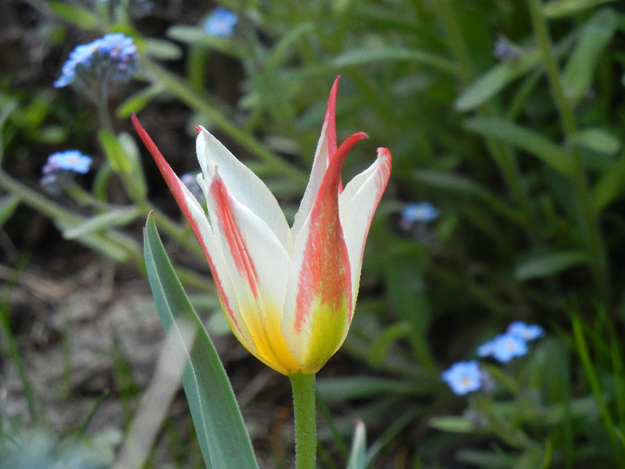 Tulipa Johann Strauss (2012, April 19) - Tulipa Johann Strauss