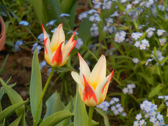 Tulipa Johann Strauss (2012, April 22) - Tulipa Johann Strauss