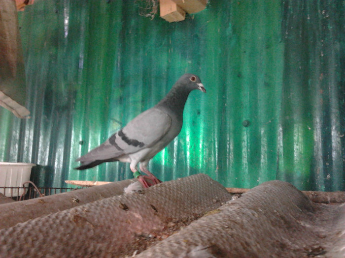 Femela de la unchiu perechea 2