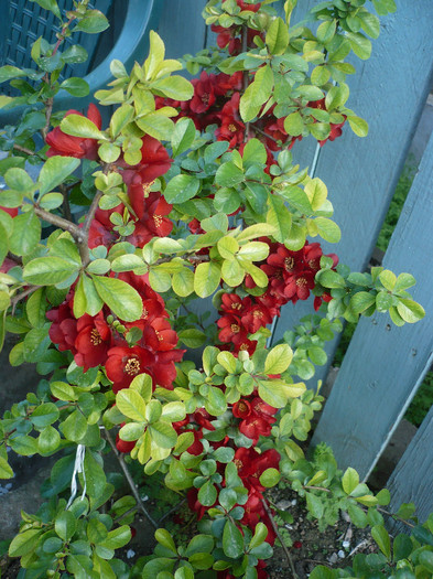 P1120746 - GRADINA 2012