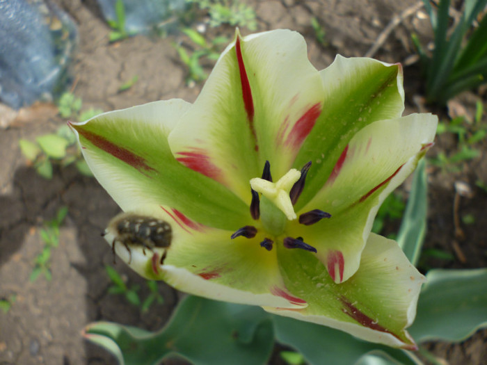 P1000423