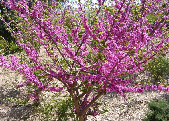 cercis siliquastrum